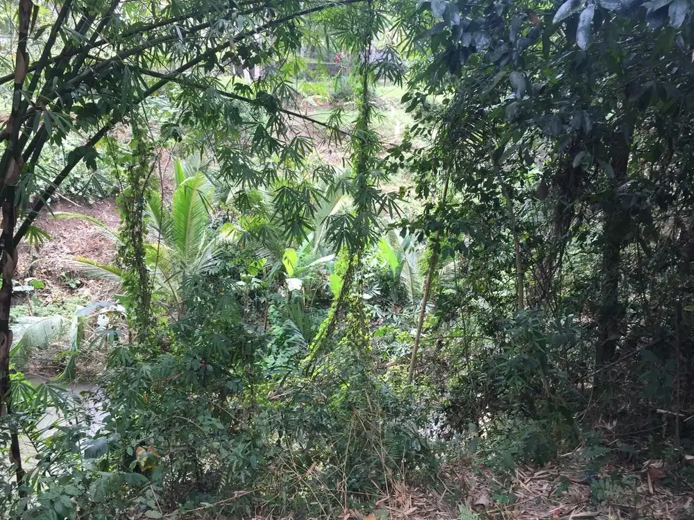 Dijual Tanah Premium View Sungai di Sayan, Ubud - Thumbnail 2