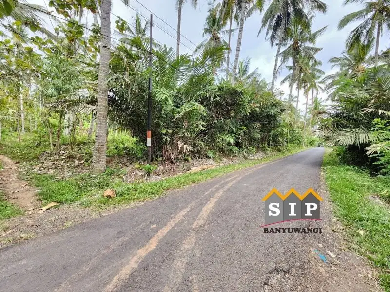 Dijual tanah kebun di desa Kelir kalipuro Banyuwangi