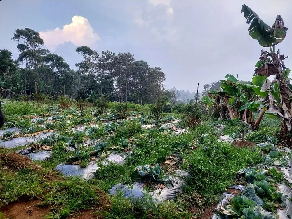 Jual kebun subur masuk mobil, udara sejuk sukawangi