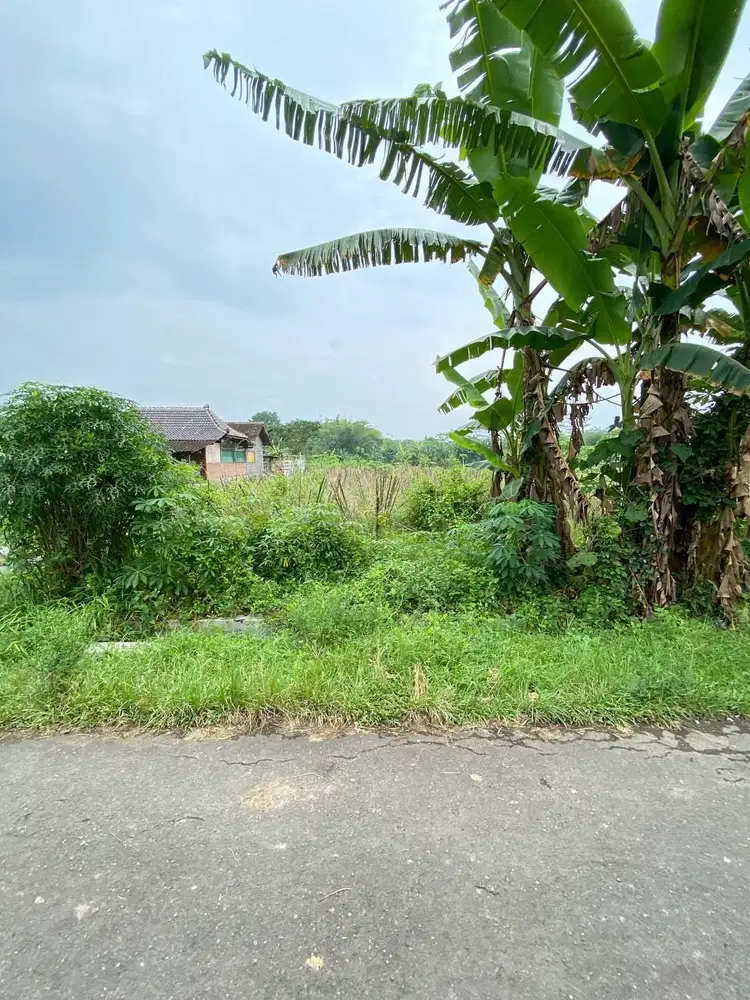 Dijual Tanah Sawah Dekat Pemda Sleman