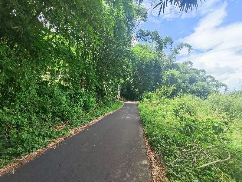 TANAH SHM 5700 POTENSI VILLA DEKAT REMBANGAN DAN JALUR PROPINSI