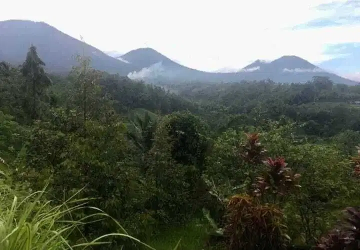 Dijual tanah kebun durian penebel  tabanan  dekat jatiluwih