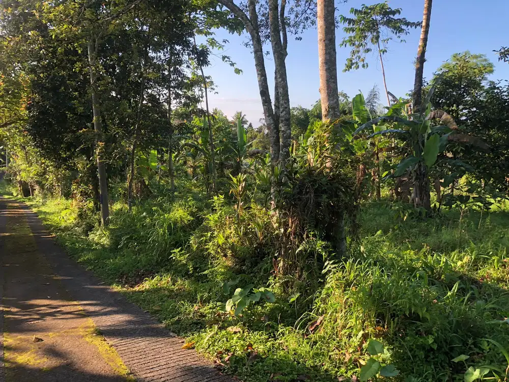 Dijual tanah penebel  tabanan  dekat jatiluwih