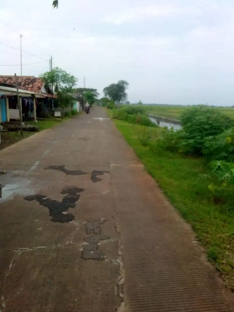 Tanah sawah datar 1,5 hektar, pamanukan subang