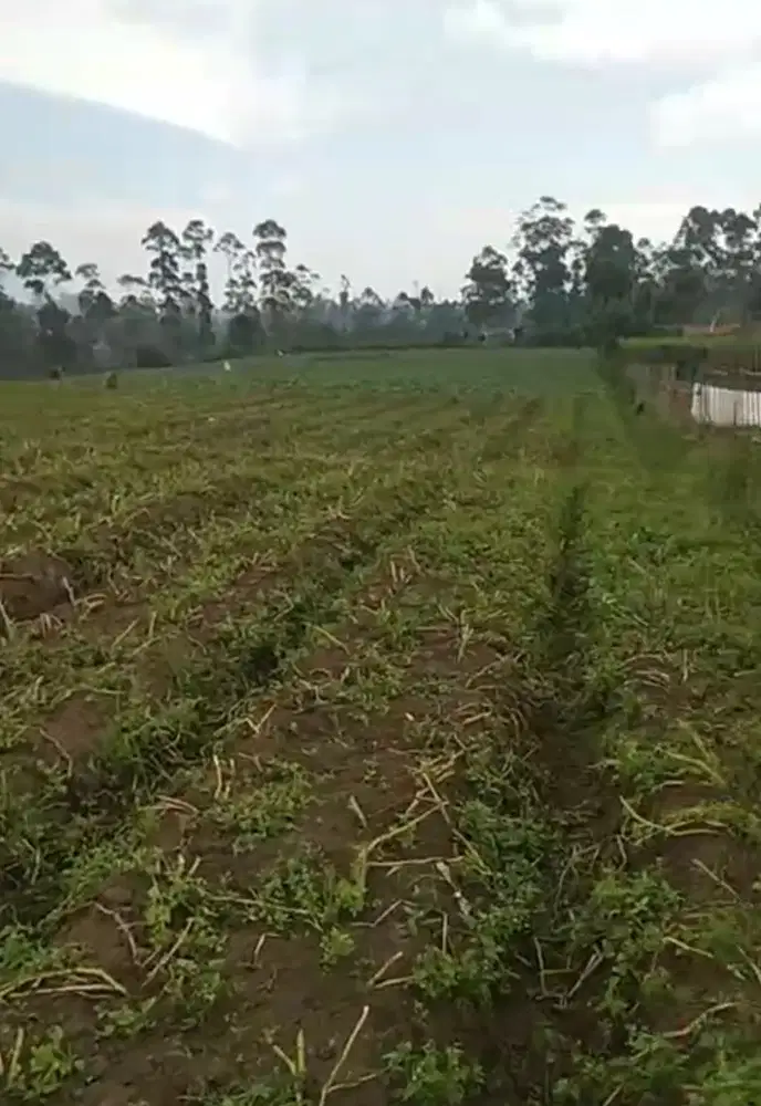 Tanah kebun pangalengan murah bisa masuk mobil