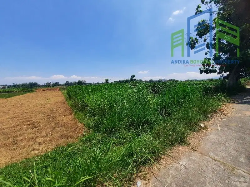 Dijual Sawah murah belakang pom bensin Teras Boyolali