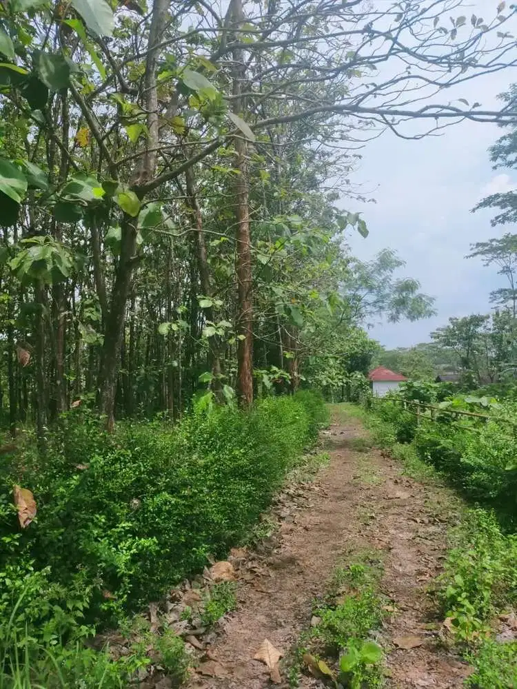 Pekarangan full pohon jati