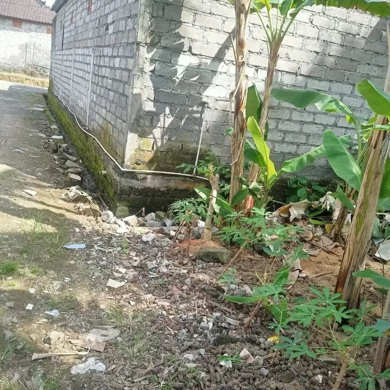 tanah bagus sudah di urug rata dekat jalan utama sudimare tabanan