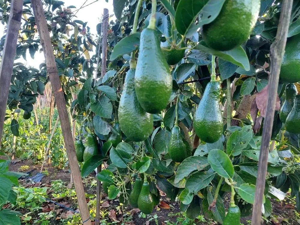 Kebun alpuket sukawangi sumedangi Pamulihan