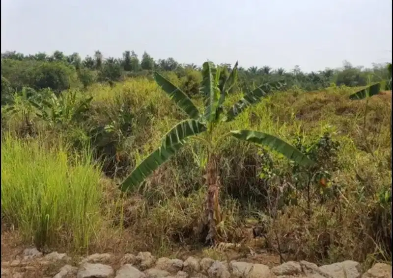 Tanah darat jonggol bogorl zona perumahan