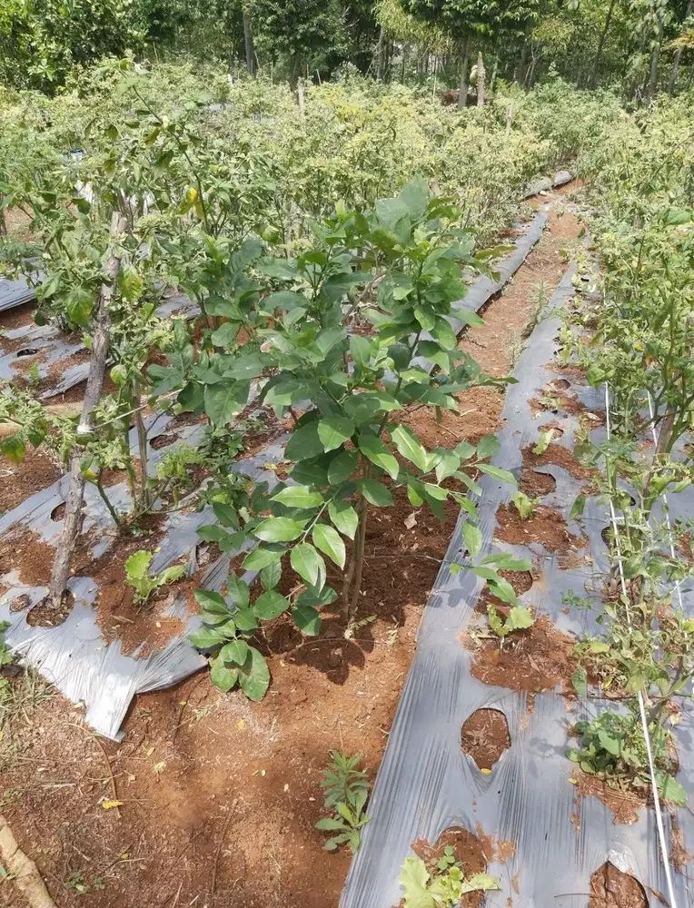 Tanah punclut dekat Villa Roro Bandung
