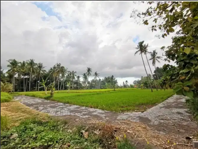 TANAH 6 ARE DI UBUD GIANYAR