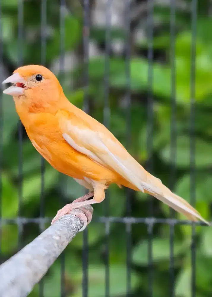 Kenari Merlok Jantan Gacor