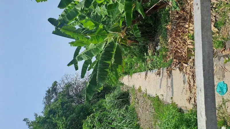 tanah kontrak dekat pantai seminyak
