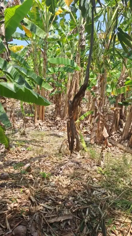 tanah kontrak  di umalas tunon short cut to Berawa