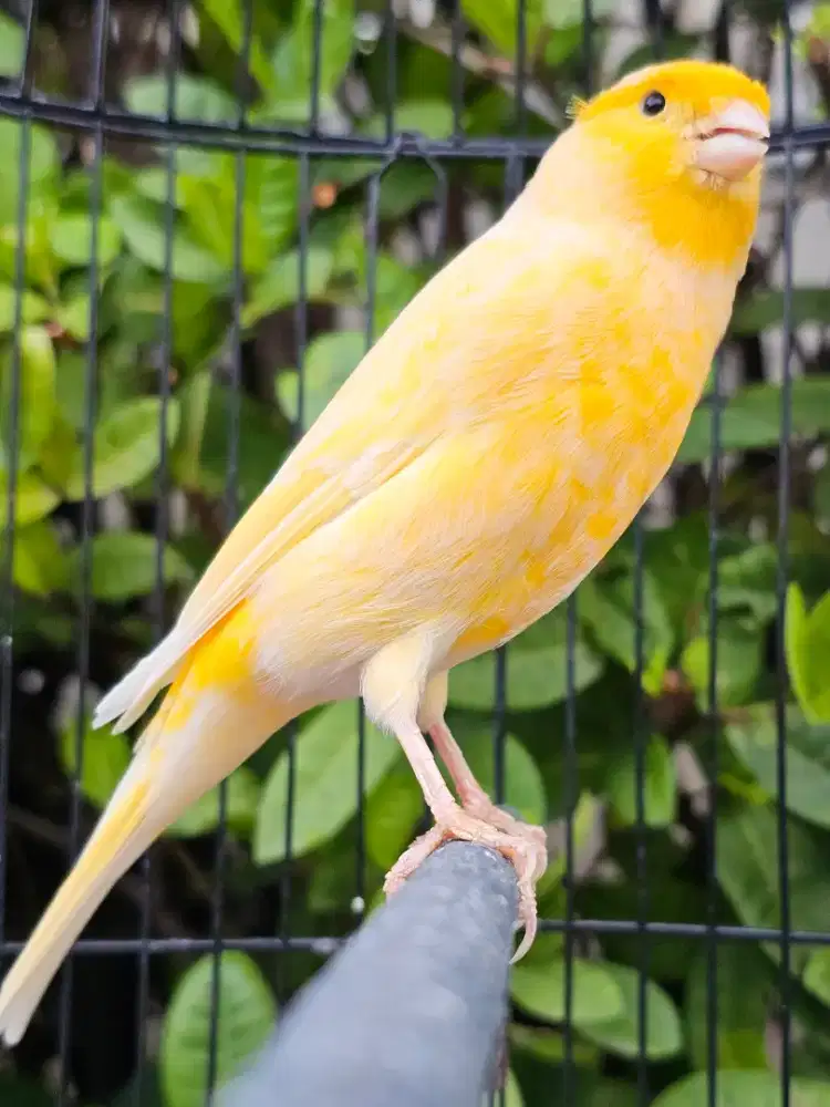 Kenari AF Big Body Pol Gacor Nonstop Jantan