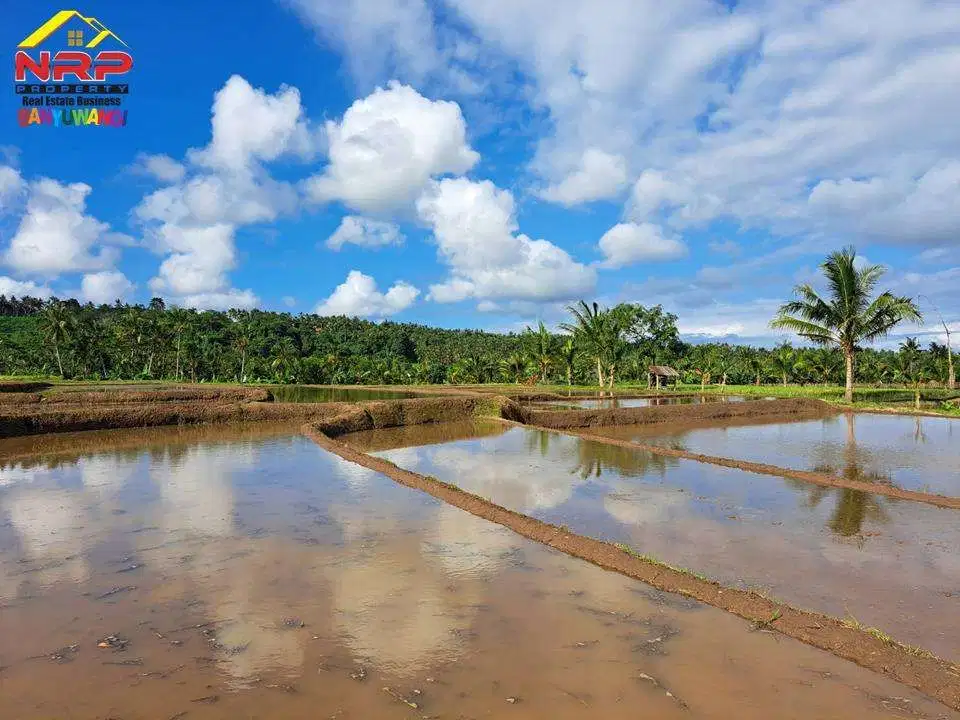 Dijual Tanah Sawah  Produktif Murah di Desa Gumuk, Glagah - Banyuwangi