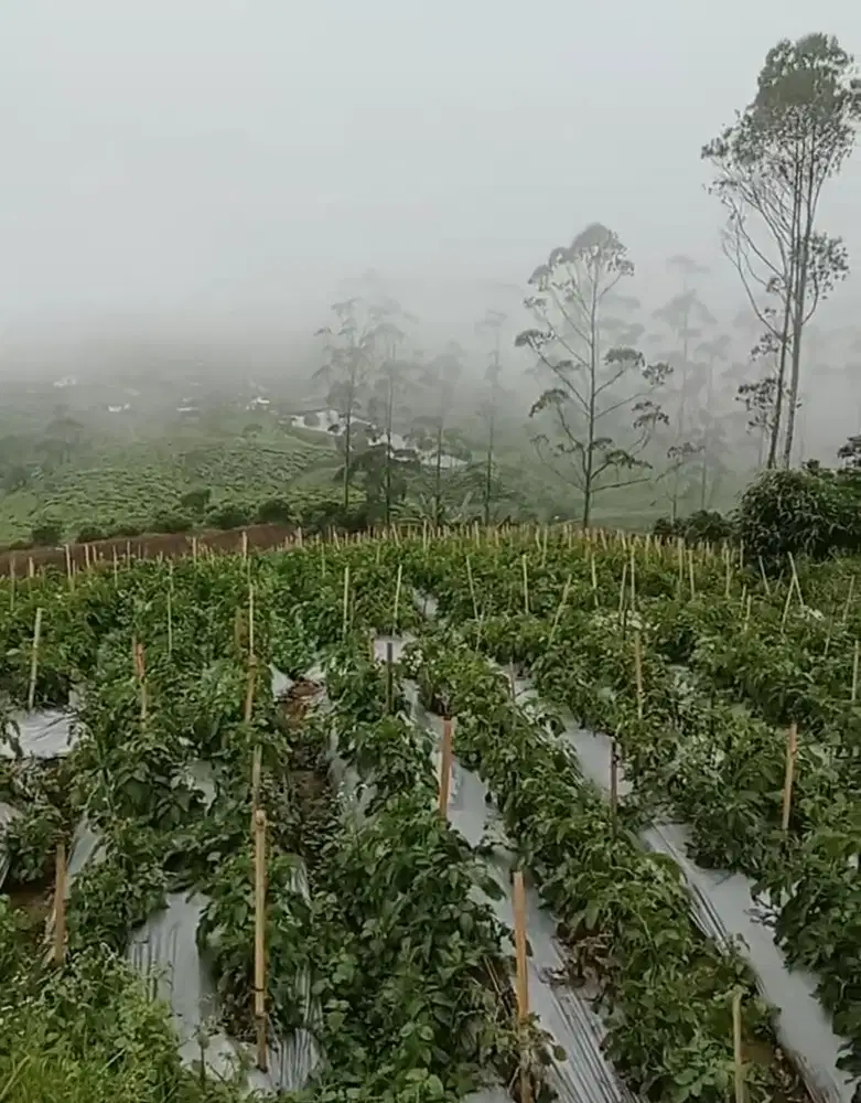 Tanah kebun PANGALENGAN 1,5 Ha, akses mobil