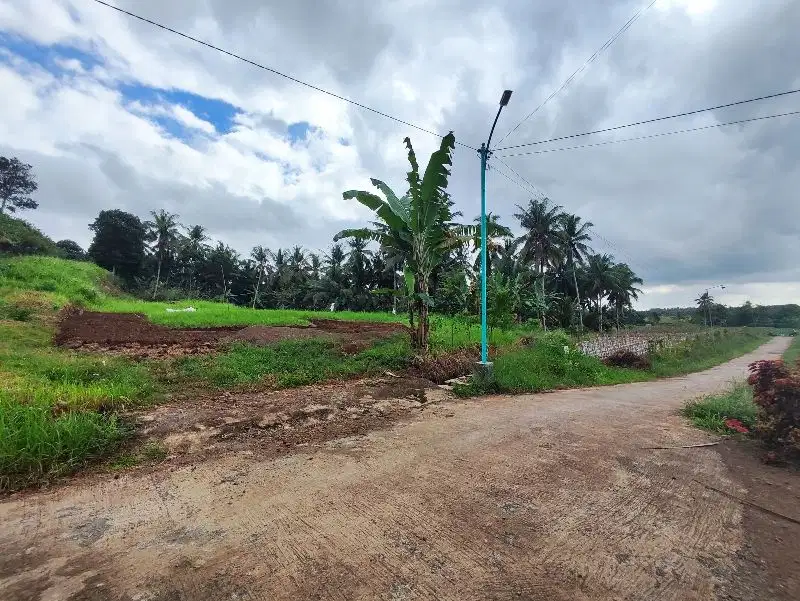 TANAH SHM 13 HEKTAR SEMPU TEMUGURUH BANYUWANGI