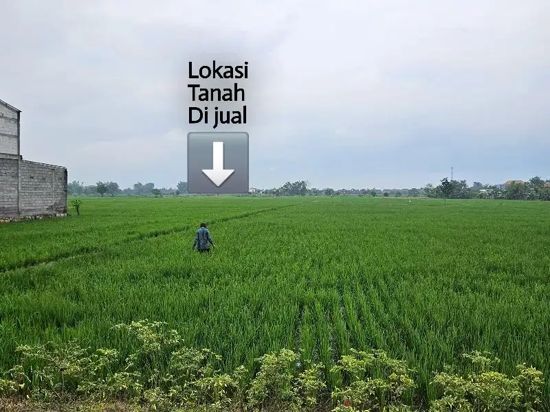 B.U  tanah sawah dekat jalan raya di jual murah