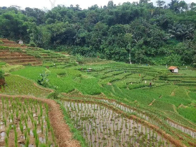 Tanah sawah subur, smart imvestasi lok.pamulihan smd