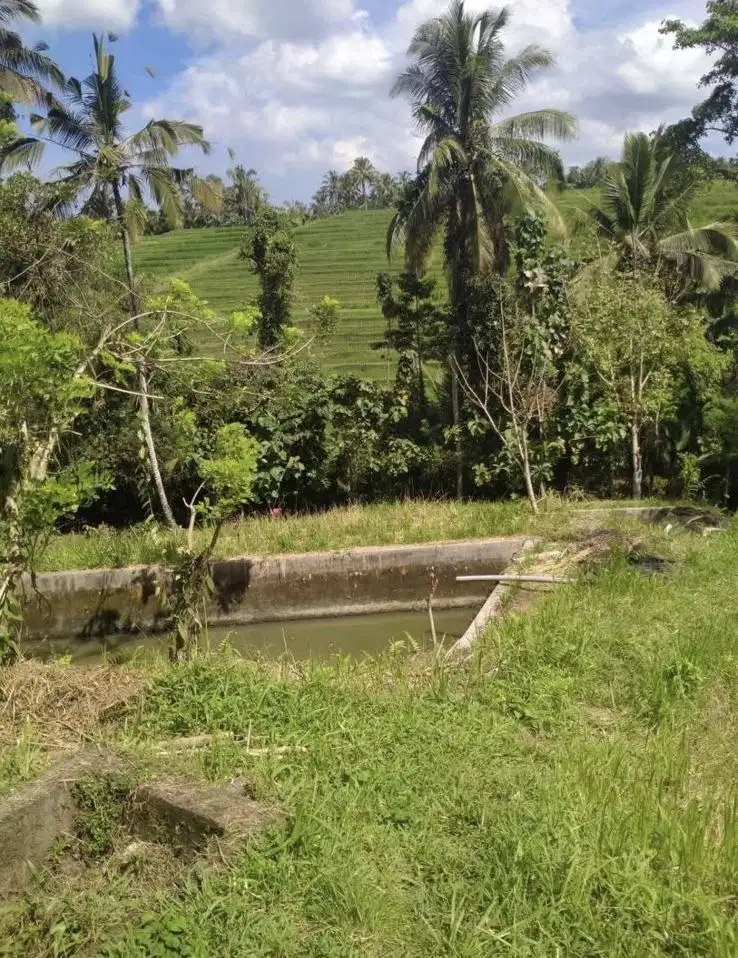 Jual tanah murah tabanan 18jt/are penebel tabanan