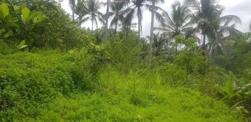 Tanah Los Sungai Ayung Ubud Bali