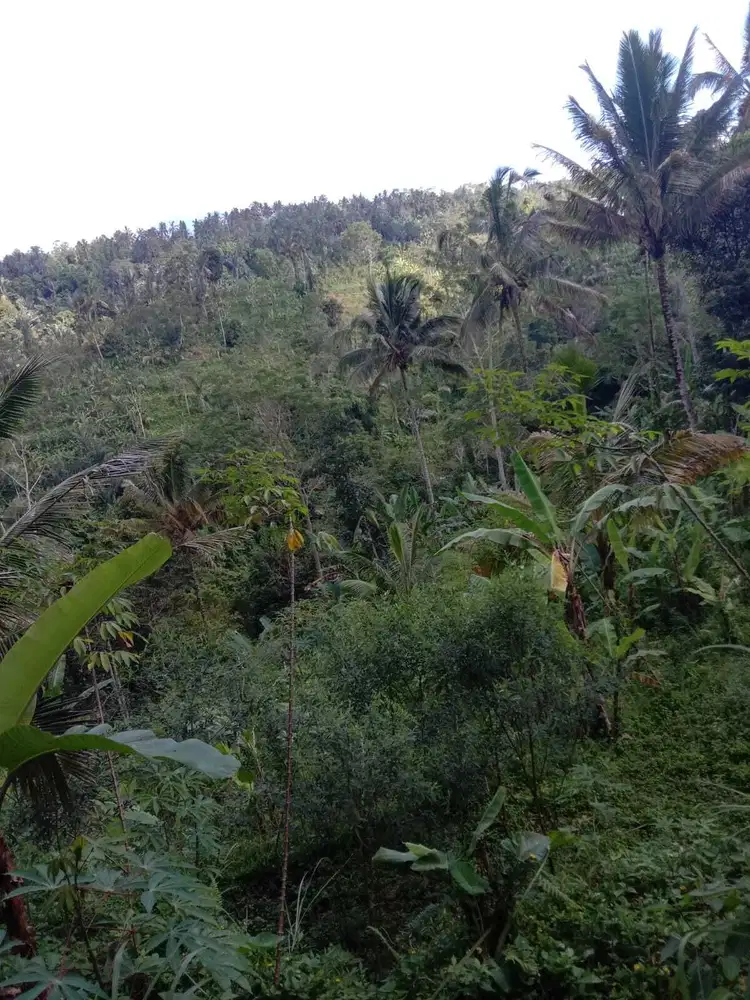 Dijual Tanah 1.4 Ha Payangan,Ubud Bali View Indah