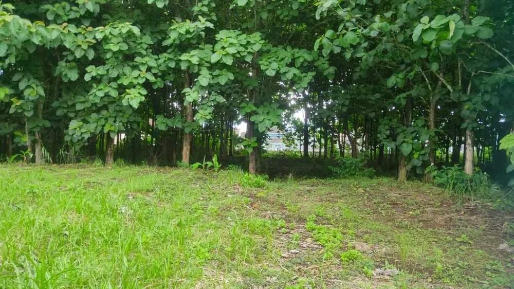 tanah dekat kamus ub malang