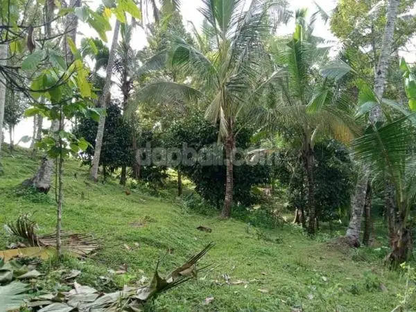 1.31Ha productive plantation land in Selemadeg Barat, Tabanan