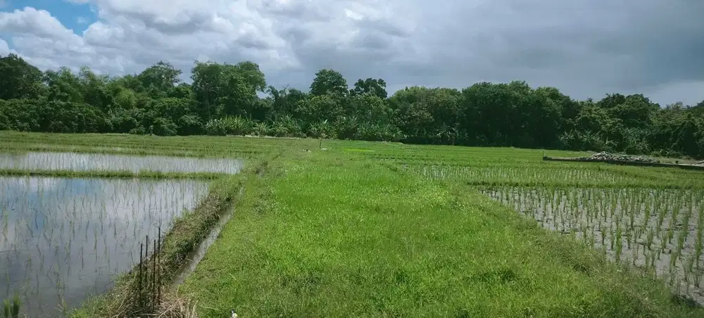 Small plot ( 1.680 sqm ) for lease in Nyanyi are of Tabanan