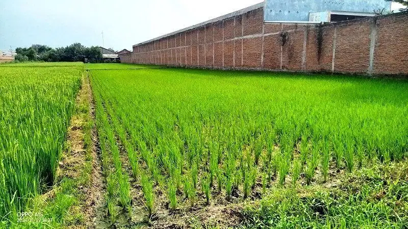 Jual tanah zona industri akses tronton Gatak sukoharjo