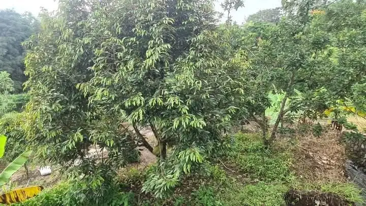 DIJUAL TANAH KEBUN DURIAN DAN ALPUKAT MADU  ADA 200 POHON DI TEGALREJO