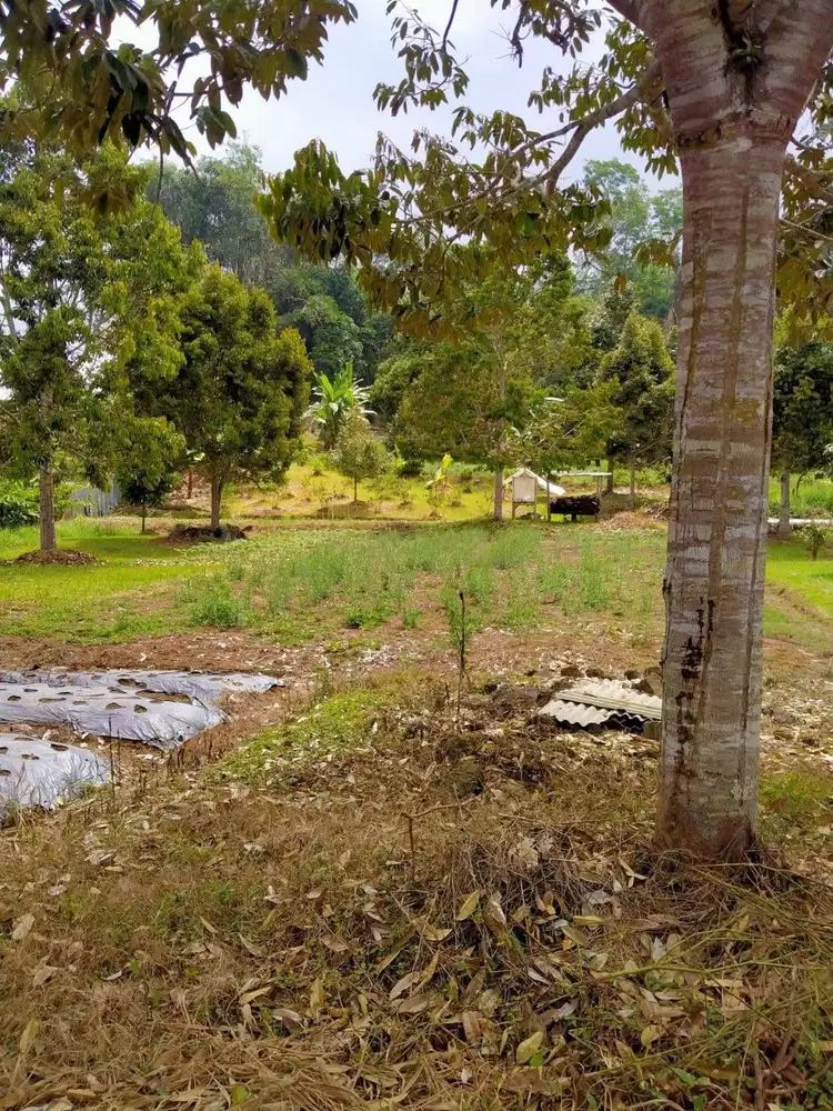 Jual tanah baturiti dekat bedugul