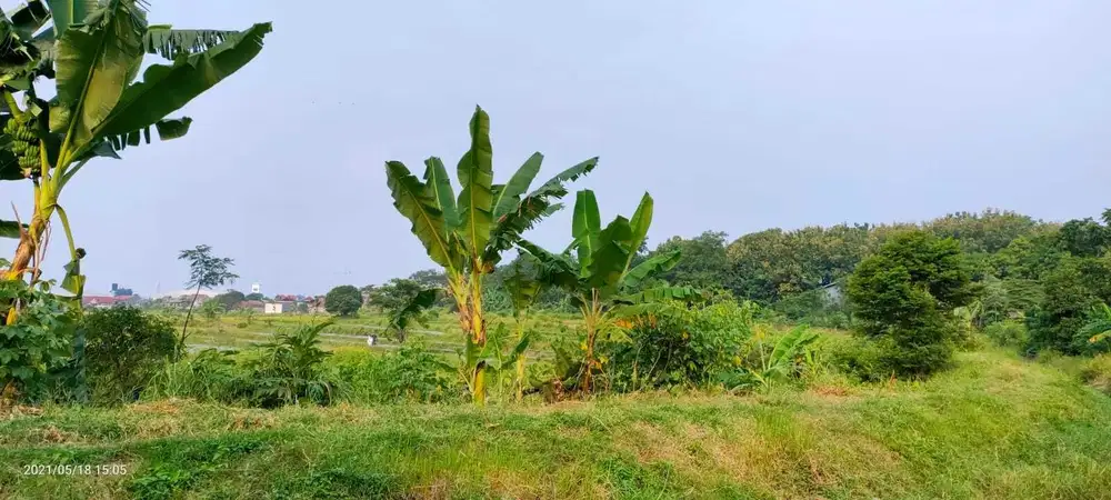 Pasuruan. Pandaan. Desa Tawangrejo. Murah