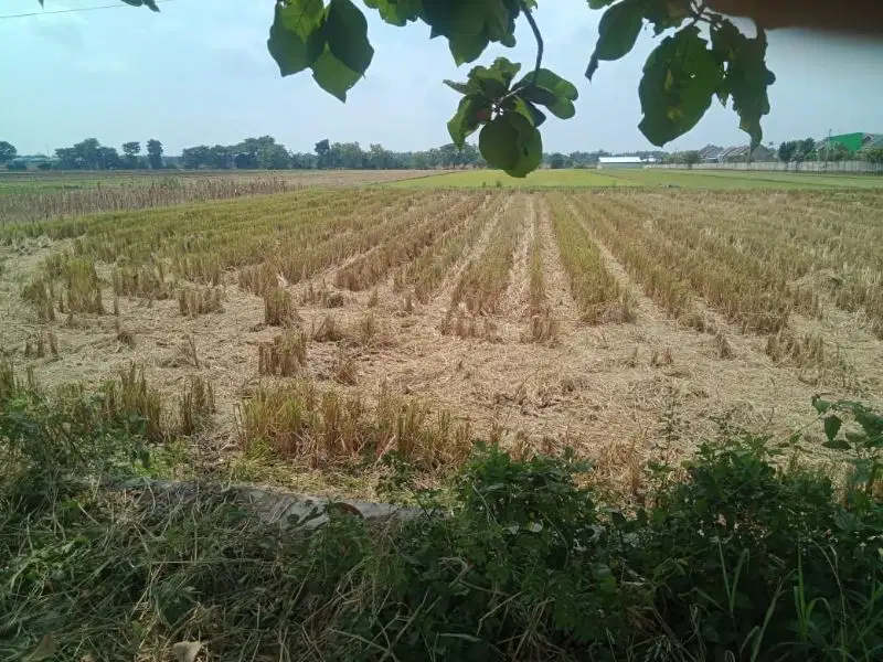 Tanah Industri  Jalan Mojowarno