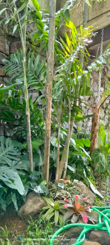 pembuatan taman rumah