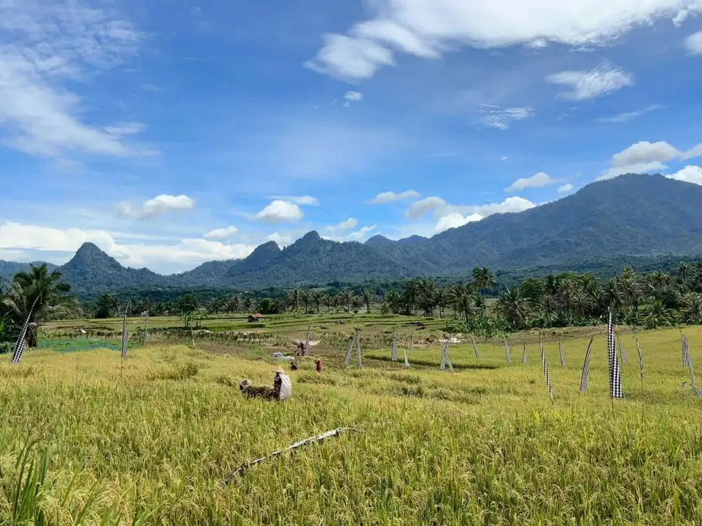 Jual Tanah Kavling Sawah di Bogor