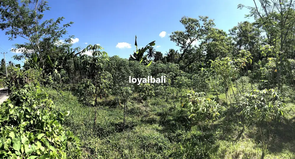 Tanah – Lahan Menarik di Dekat Sungai Subamia, Tabanan, Bali