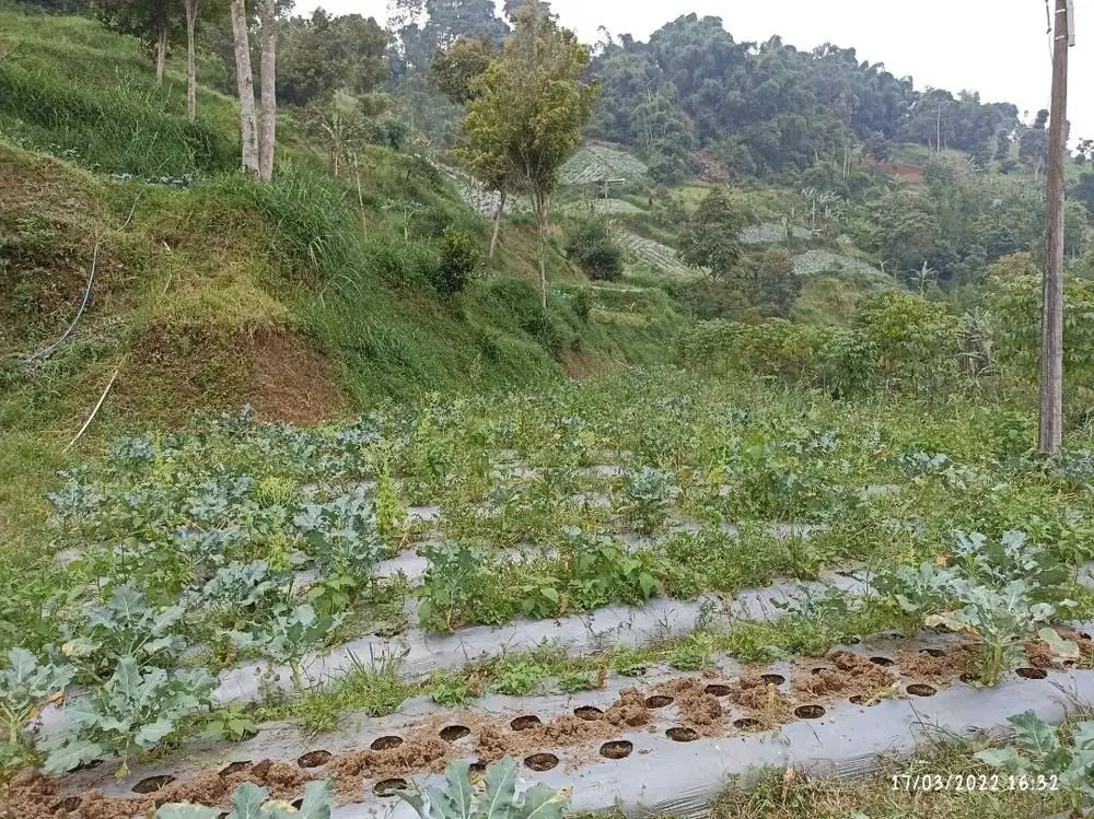 Di jual LELANG Tanah kebun Cisarua Bandung barat