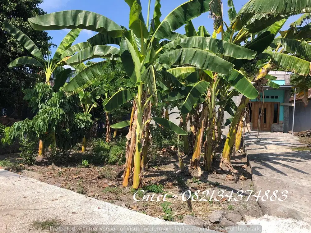 Tanah murah dijual dekat Polsek Jetis Bantul Yogya,Lt 121m2