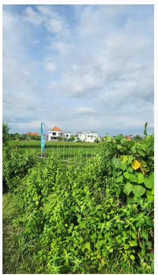Tanah View Sawah di Kerobokan Kuta Utara - Thumbnail 4