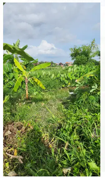 Tanah View Sawah di Kerobokan Kuta Utara