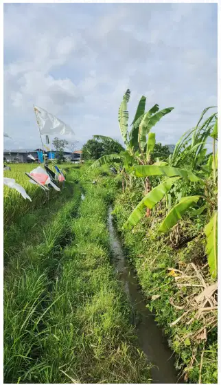 Tanah View Sawah di Kerobokan Kuta Utara - Thumbnail 2