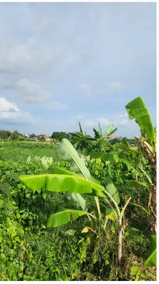 Tanah View Sawah di Kerobokan Kuta Utara - Thumbnail 5