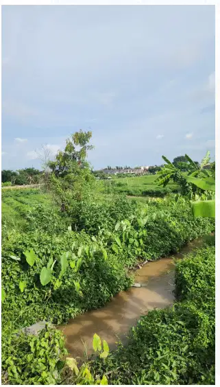 Tanah View Sawah di Kerobokan Kuta Utara - Thumbnail 3