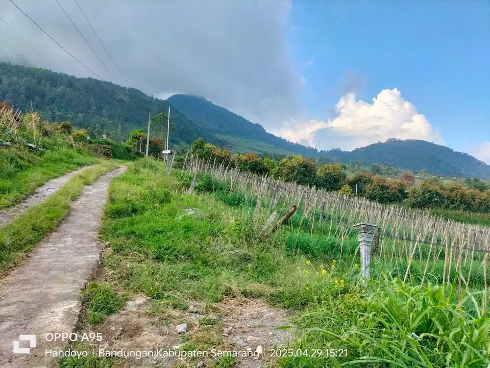 TANAH 3250m² ADA P0H0N APOKAT 120 POHON SUBUR VIEW BAGUS
