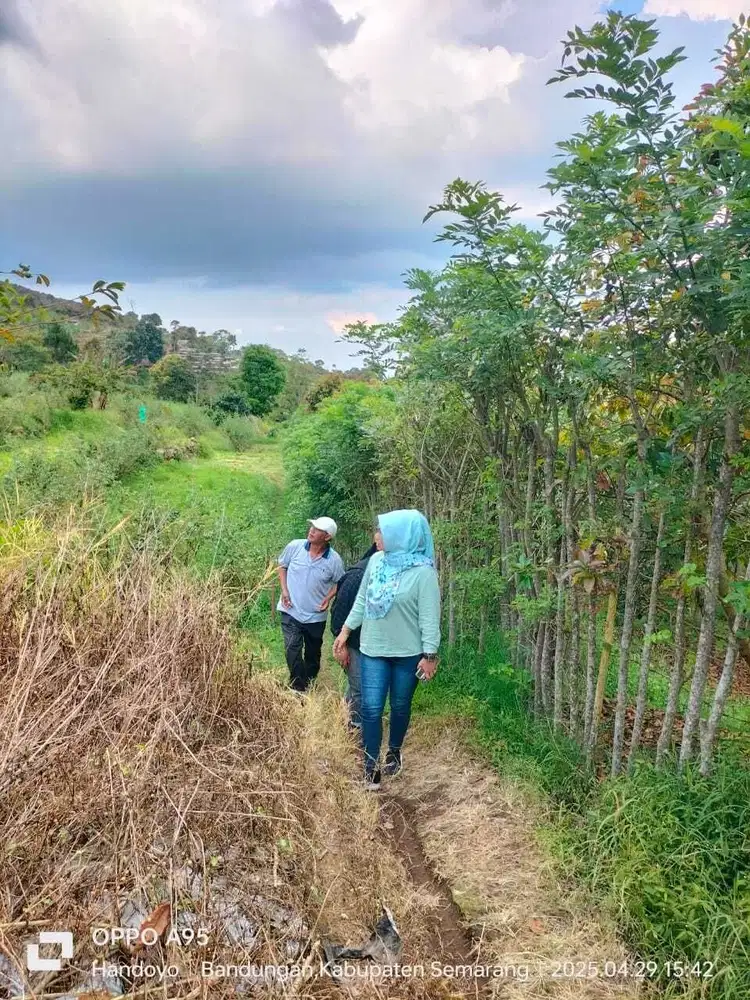 TANAH BAGUS 4000m² MURAH SUDAH ADA POHON APOKAT 180 POHON SHM