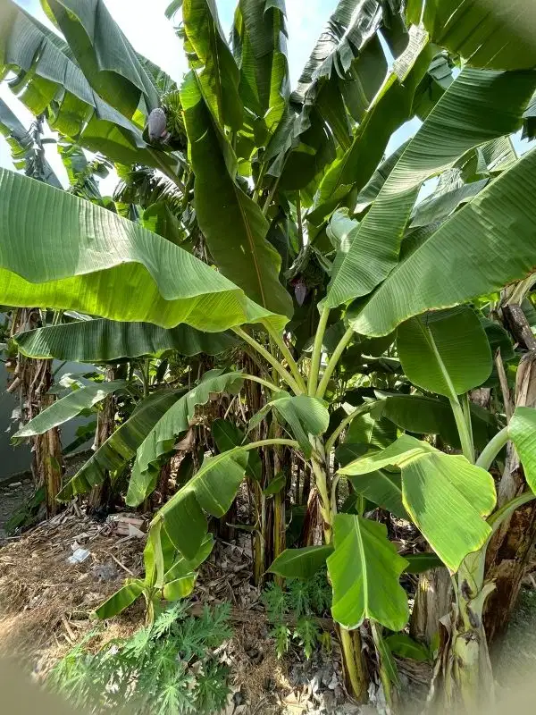 Dijual Cepat Tanah Kavling Manyar Indah Surabaya