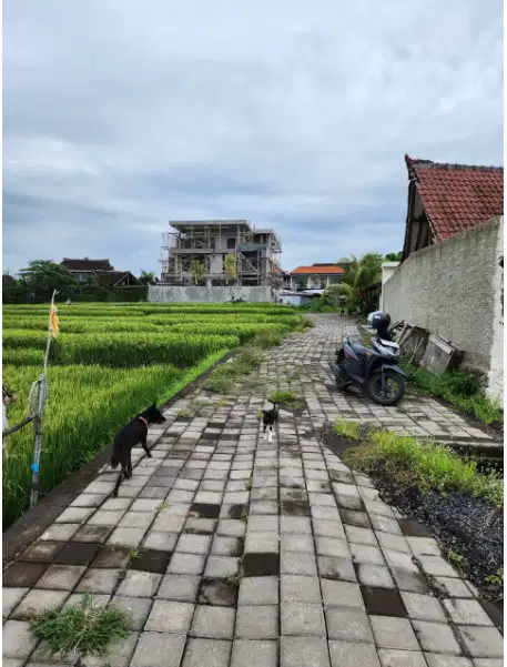 Tanah di Seseh Mengwi